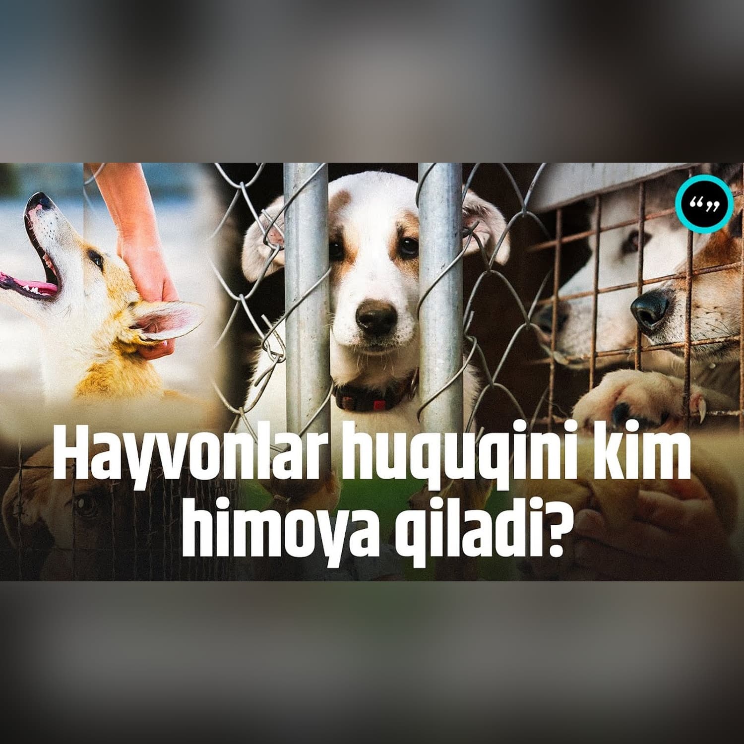 Hayvonlarga ozor bermang! /Qo'shtirnoq