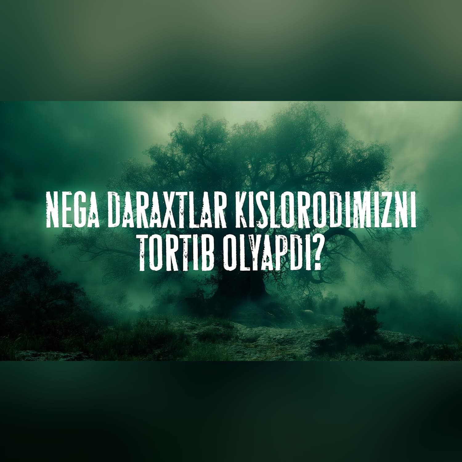 Daraxtlar yerning o'pkasi emas, unda ular nega kerak? | Xuddi shunday